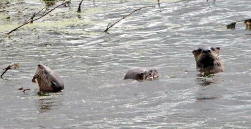 Otters